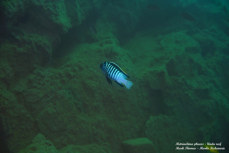 Maylandia phaeos 'Undu Reef'